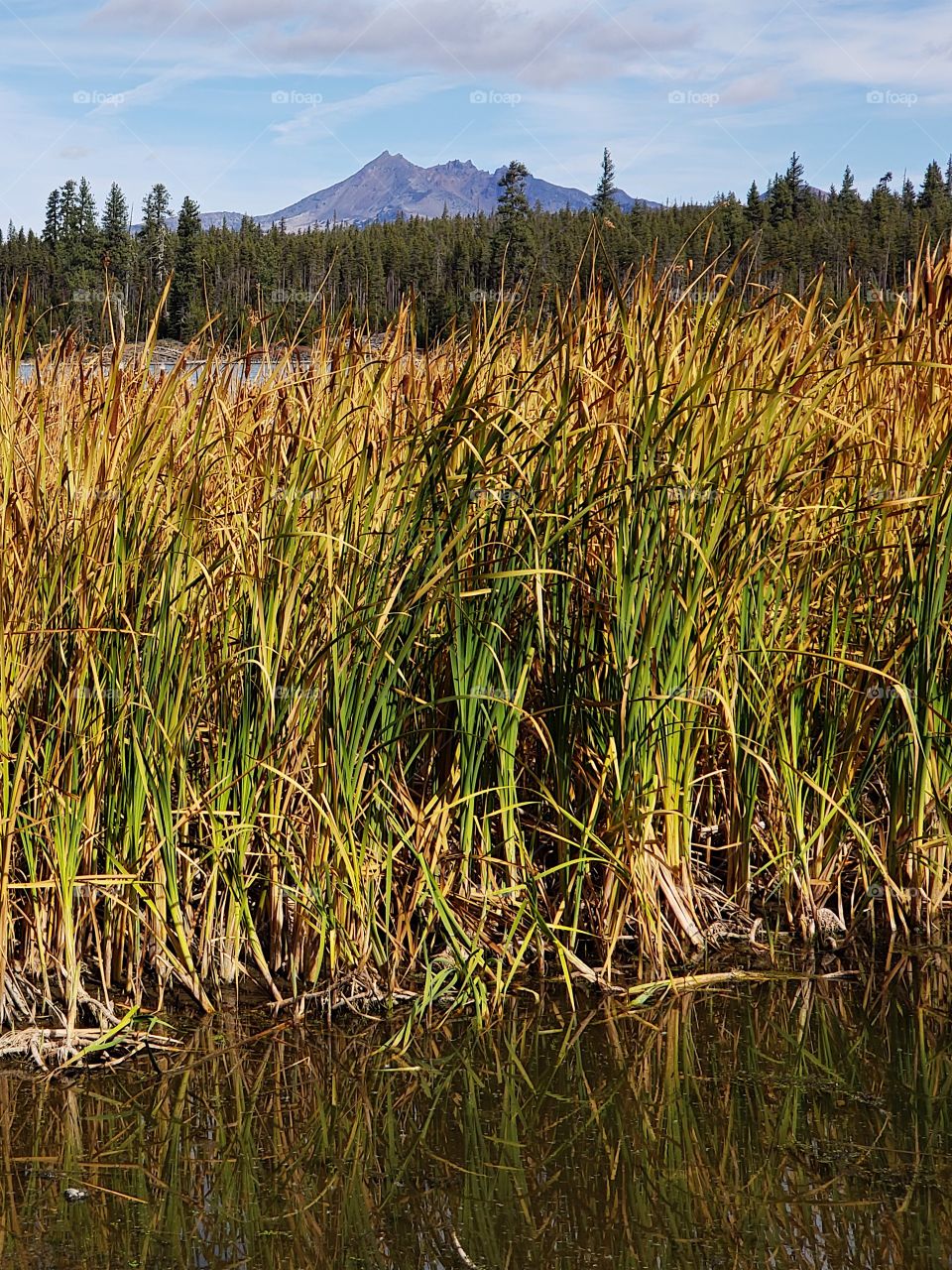 The South Sister in Oregon’s Cascade Mountain Range against a bright blue sky overlooks Lava Lake and the reeds along its shores in their fall colors of yellow and orange in the Deschutes National Forest on a sunny autumn day.
