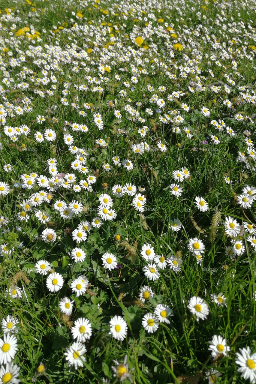 First daisies in spring