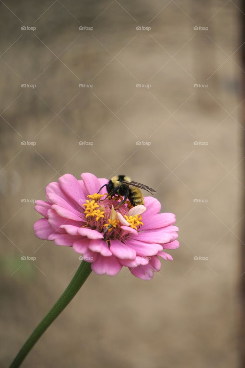 A busy bumble bee pollinates a zinnia bloom. 