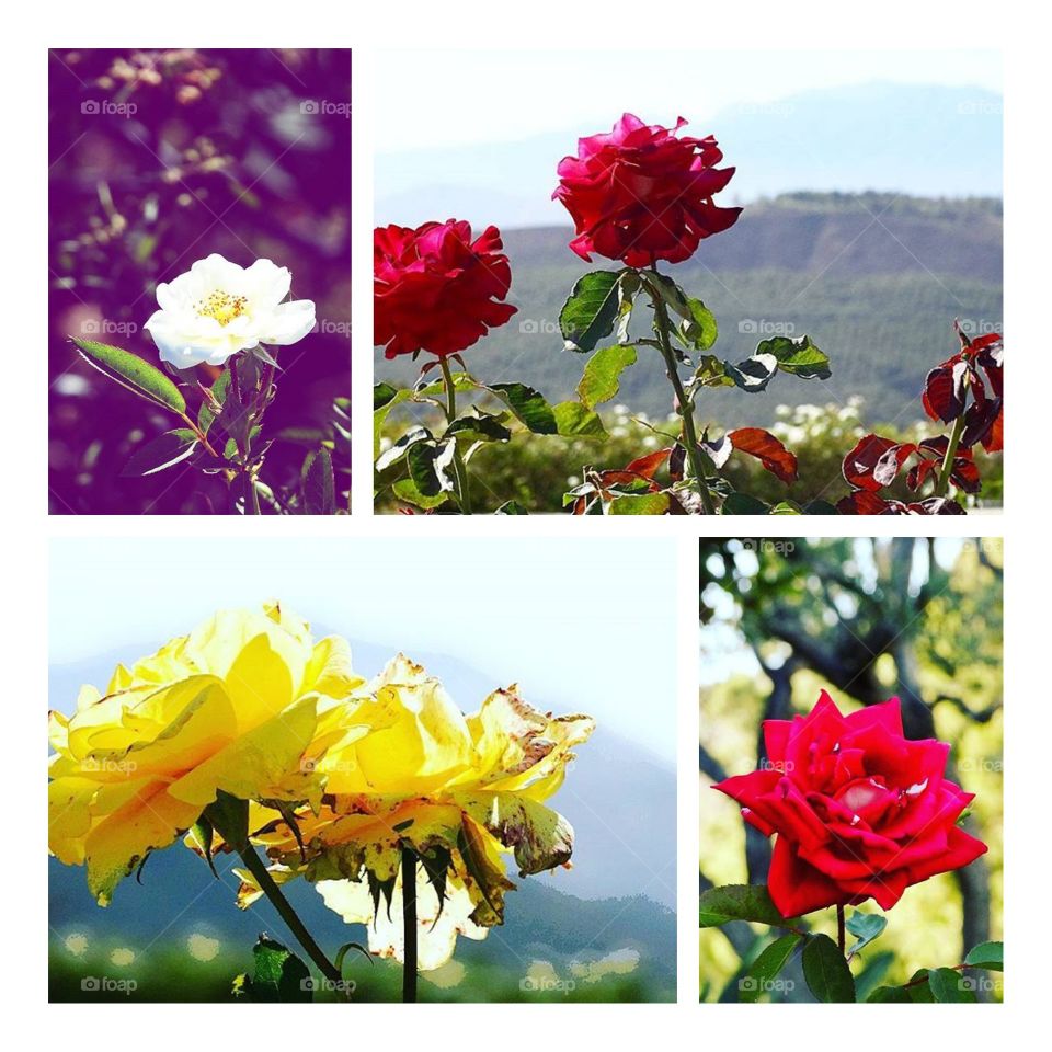 Flower, Nature, Summer, Rose, Flora