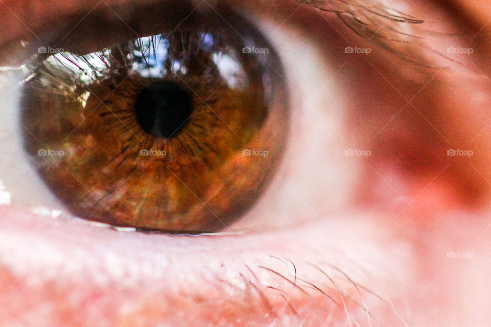 Macro shot of a brown eye with a reflection of trees, clouds & blue sky. Details of the brown iris, like the ciliary body & muscle which contracts & expands in different light are shown by the light & dark lines fanning out from the pupils. ๐