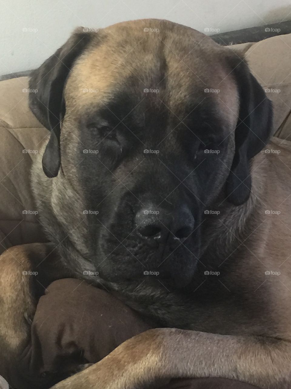 Mastiff