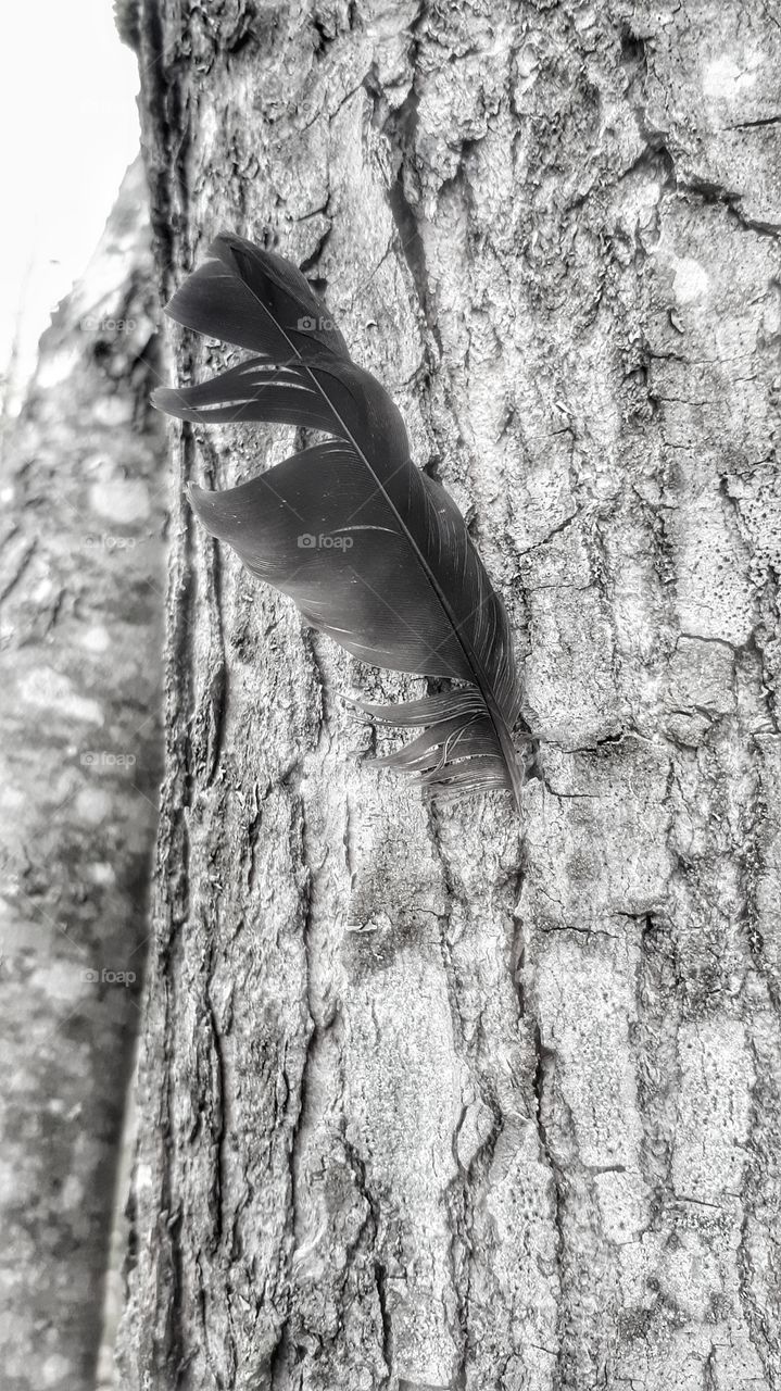 black and white photo I took of a feather in a tree.