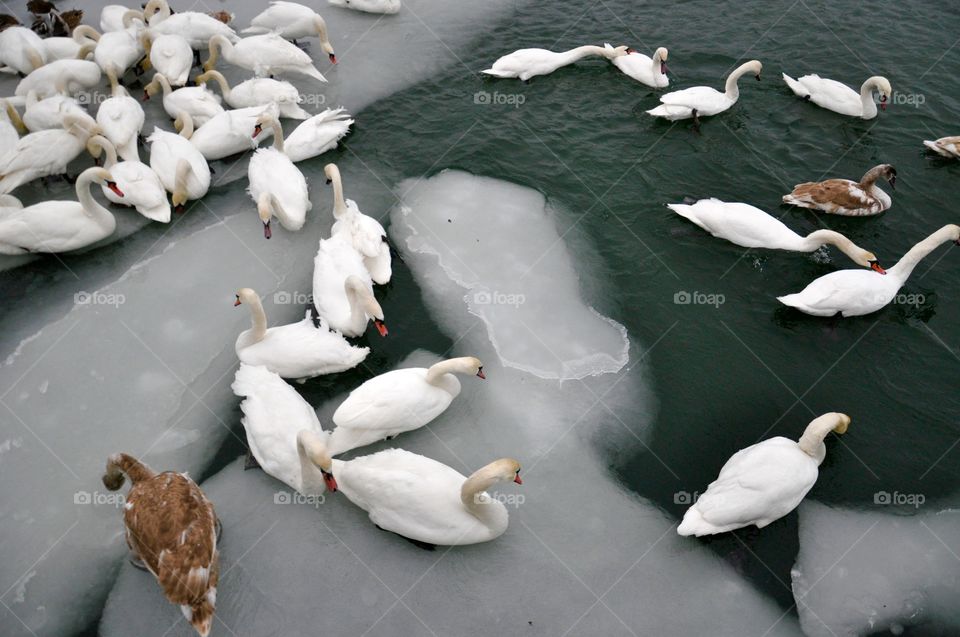 Bird, Duck, Swan, No Person, Wildlife