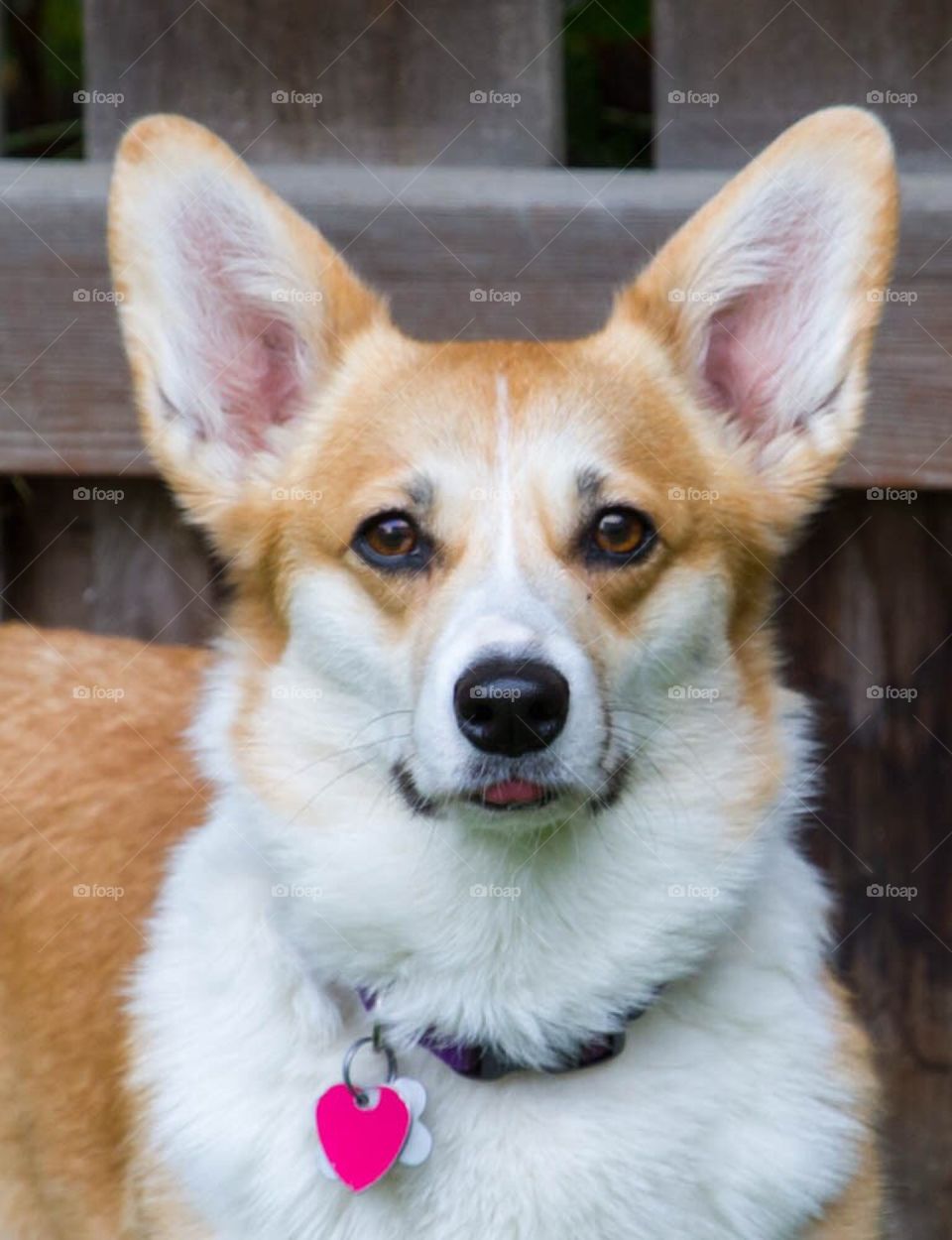 Corgi