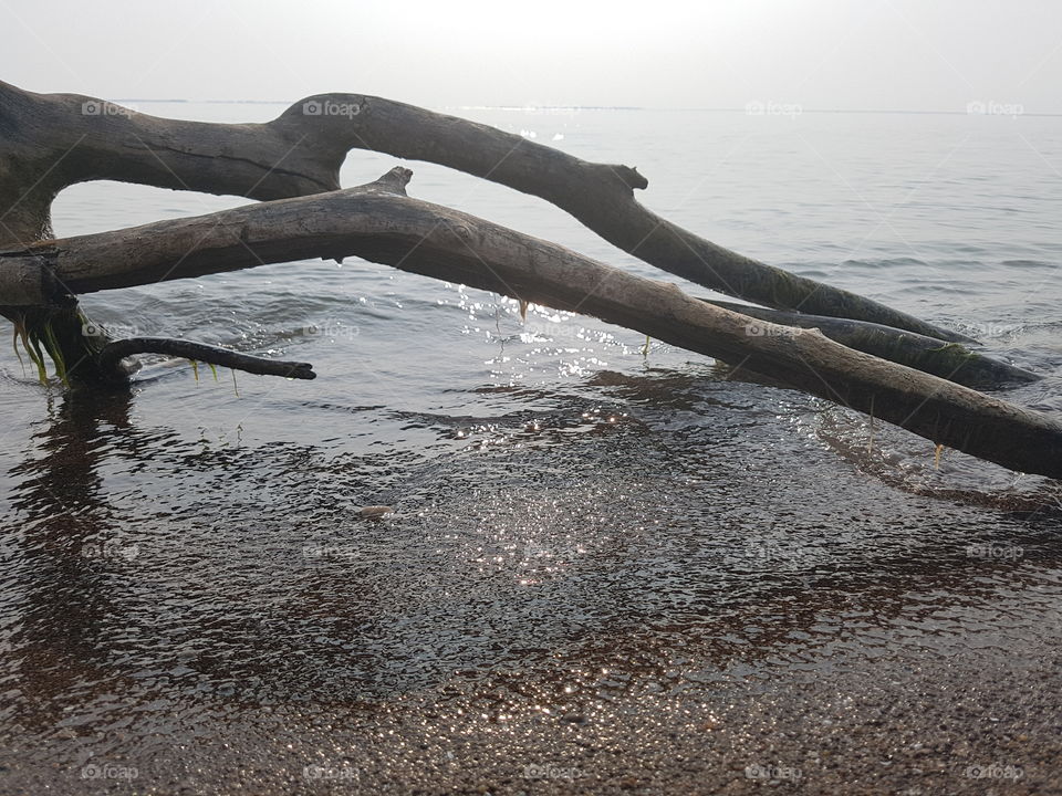 A fallen tree on a beach during sunset.