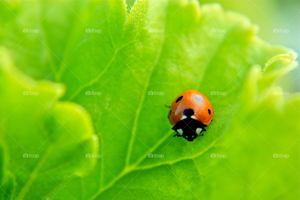 A ladybug