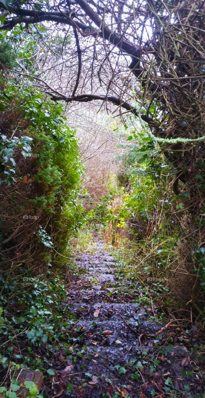A path to a secret garden