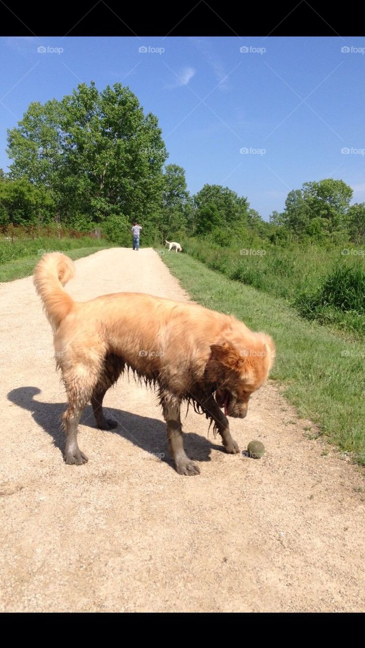 Muddy dog