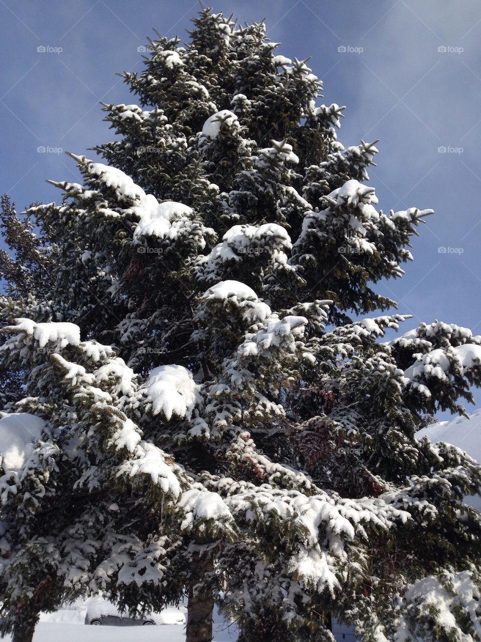 Pine tree in winter