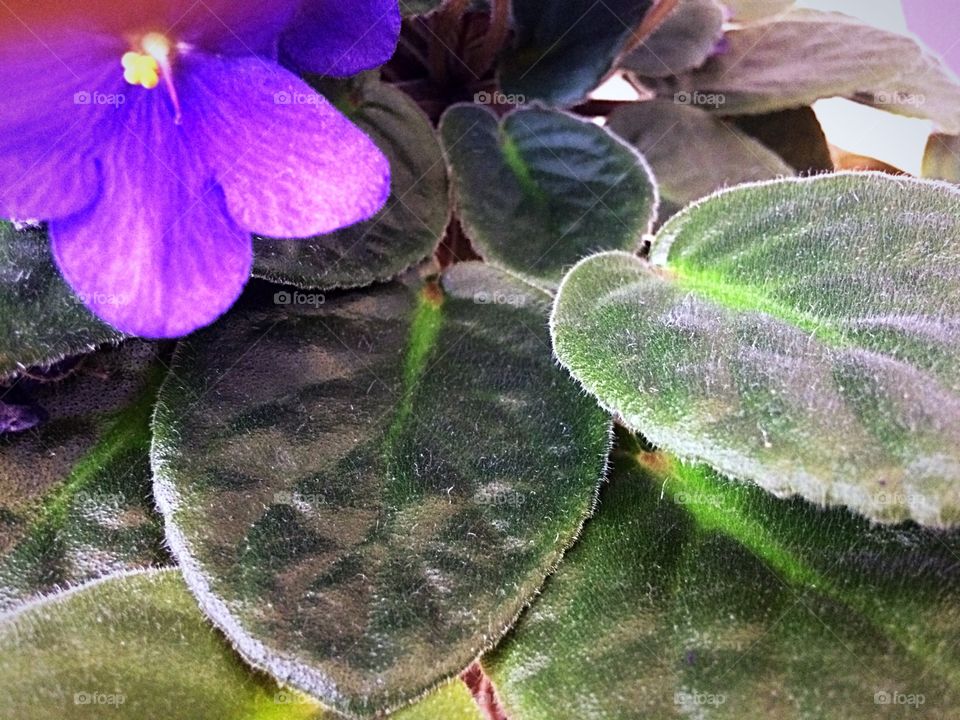 African violet 