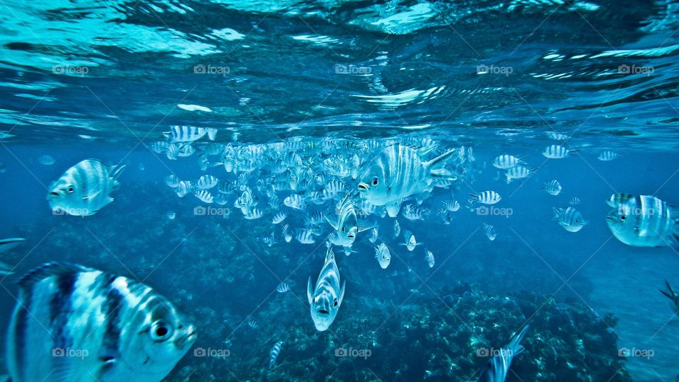 Fish underwater in ocean in Bora Bora