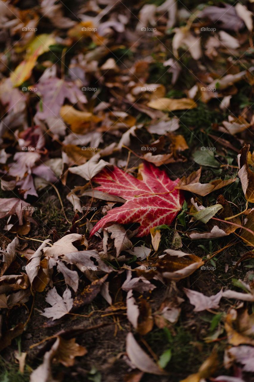 Canadian fall/autumn is short but its my favourite season to photograph