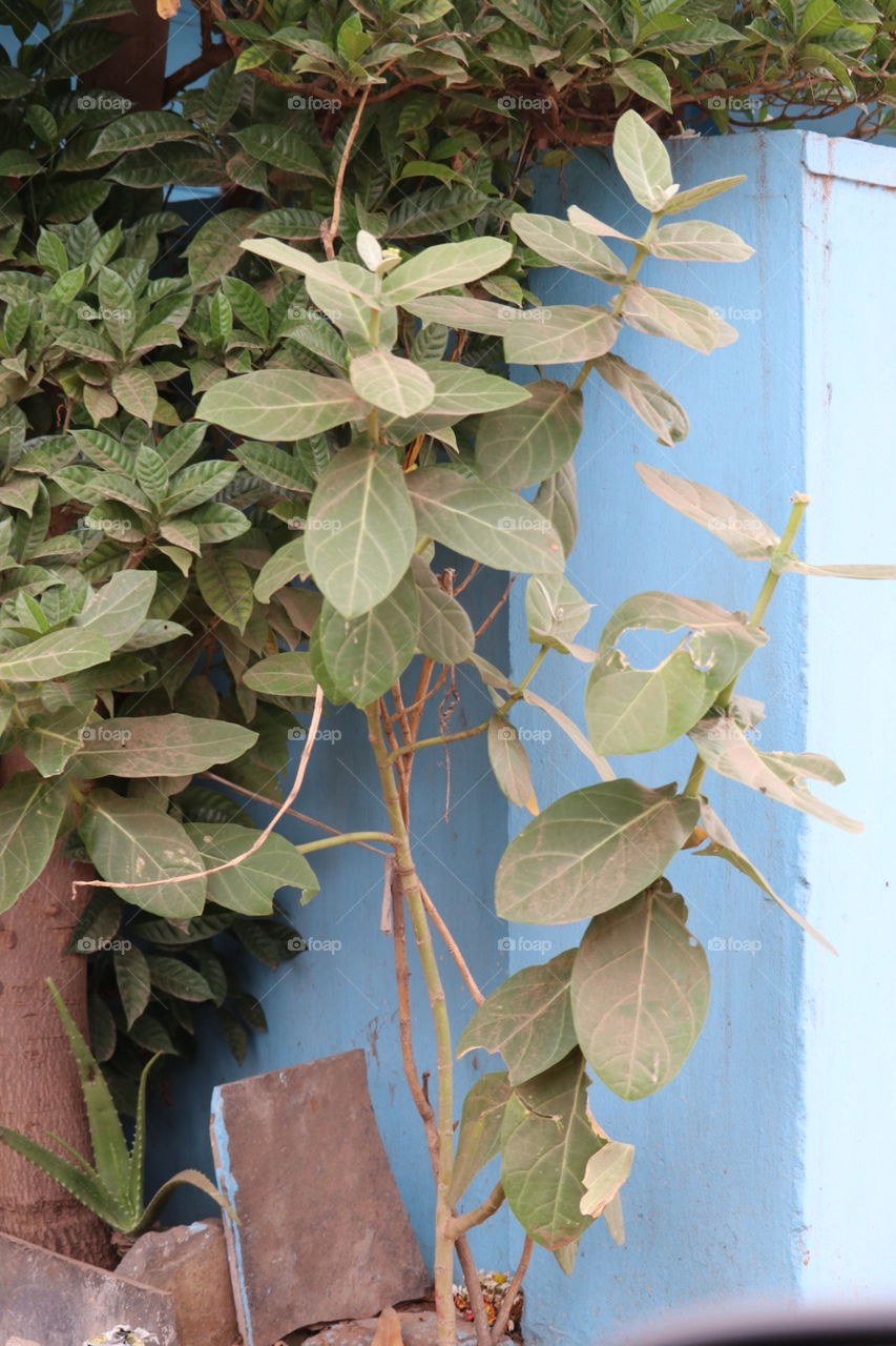 Leaf, Flora, No Person, Nature, Garden