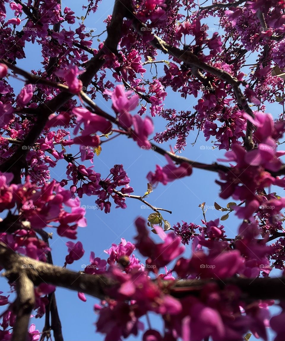 Under a Redbud 