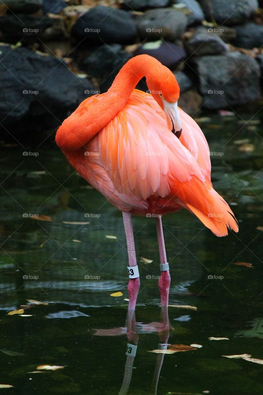 flamingo