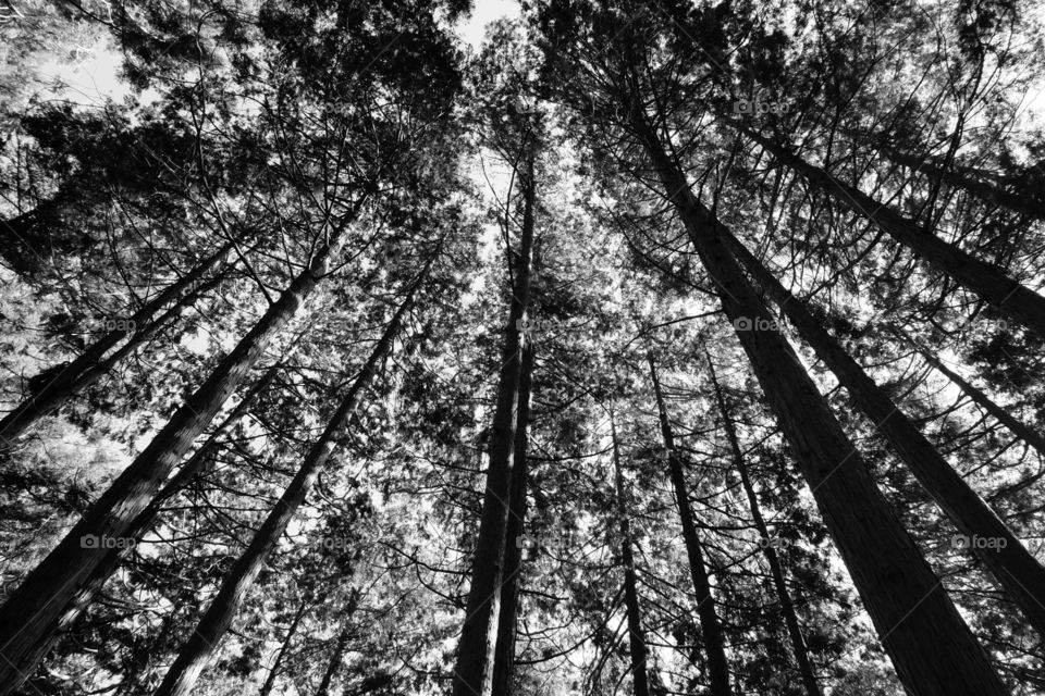 BW Forests 