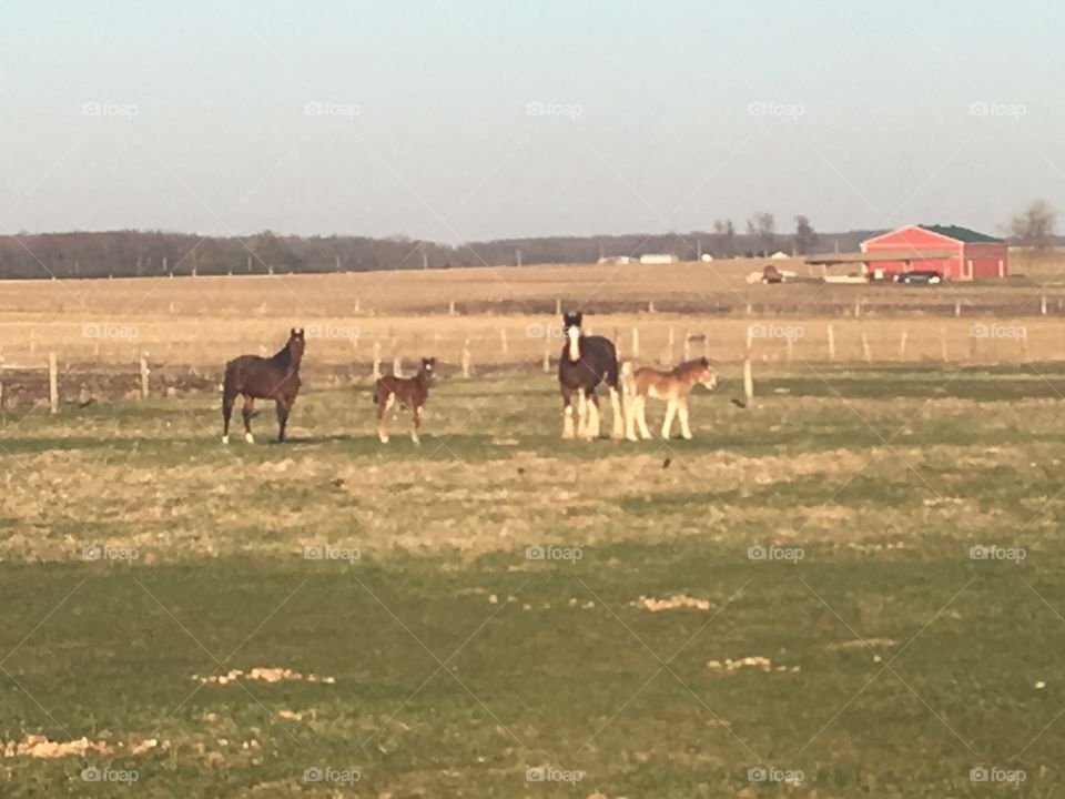 Clydsdales in a farm pasture