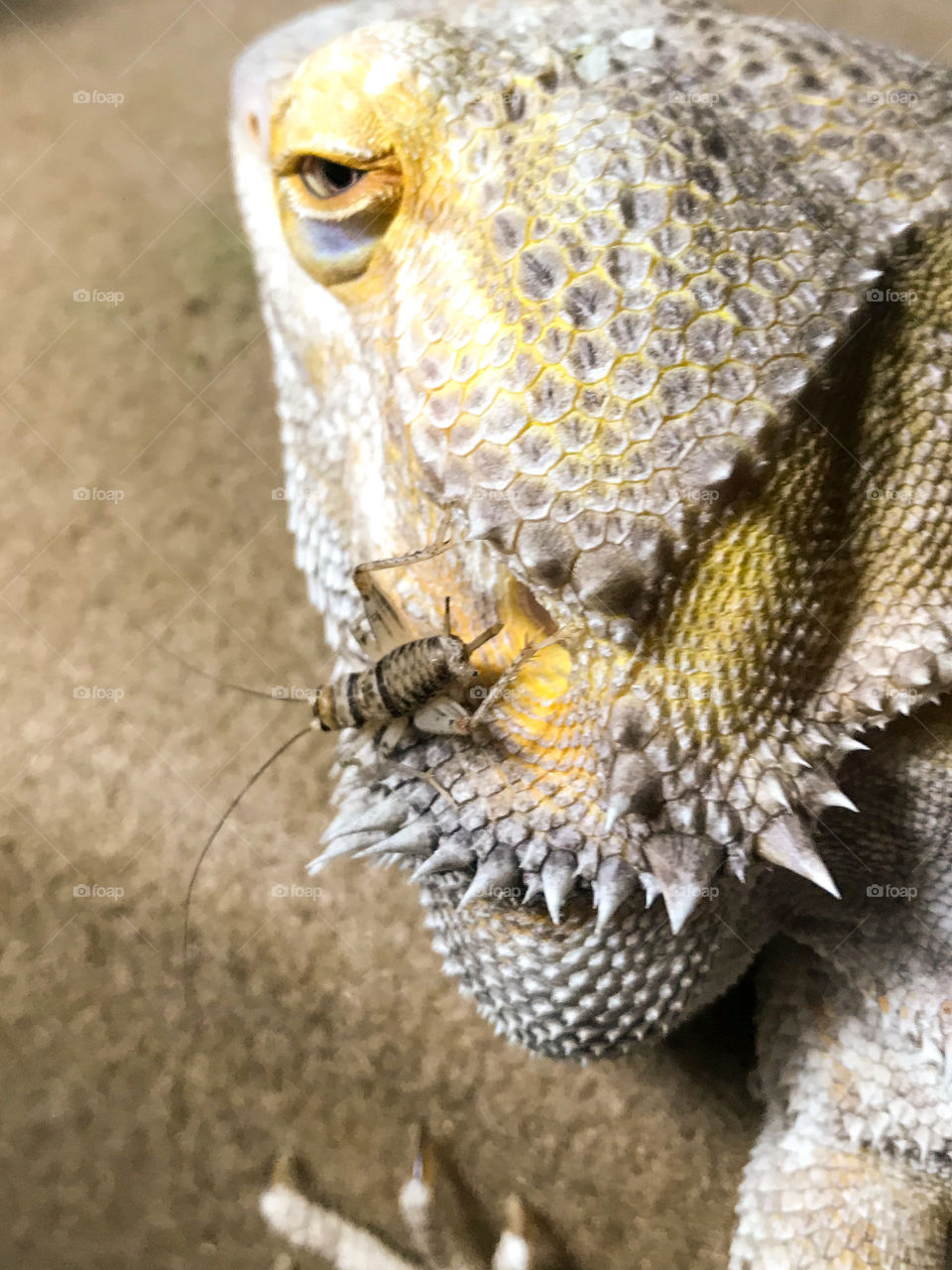 
I took this with my phone. A closeup of my dragon with some of his food crawling around on him. His eye is tracking the cricket climbing on his head. He’s pretty lazy though & will most likely only eat it if it crawls in his mouth. 