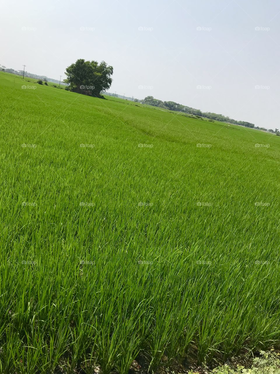 very beautiful green rice field in village 
