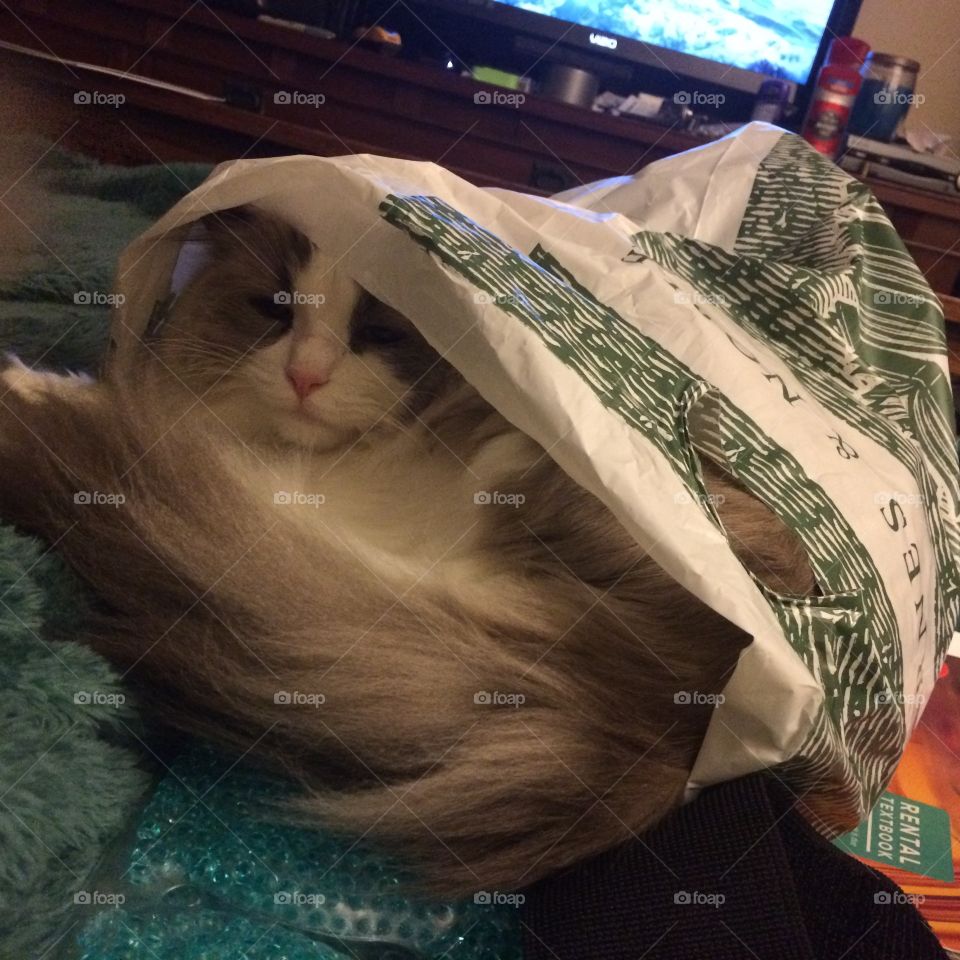 Cats in the bag