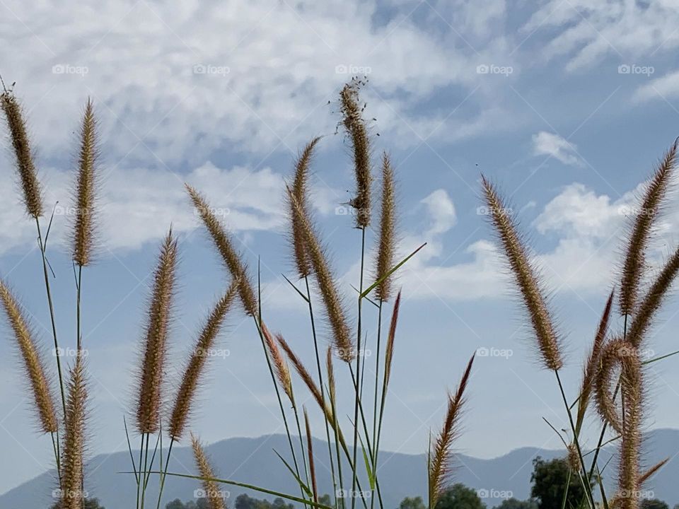 Best of 2021 : nature, Countryside (Thailand)