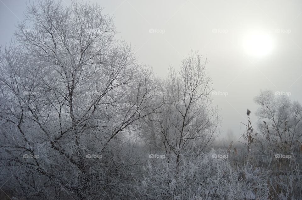 Bare frozen trees in winter
