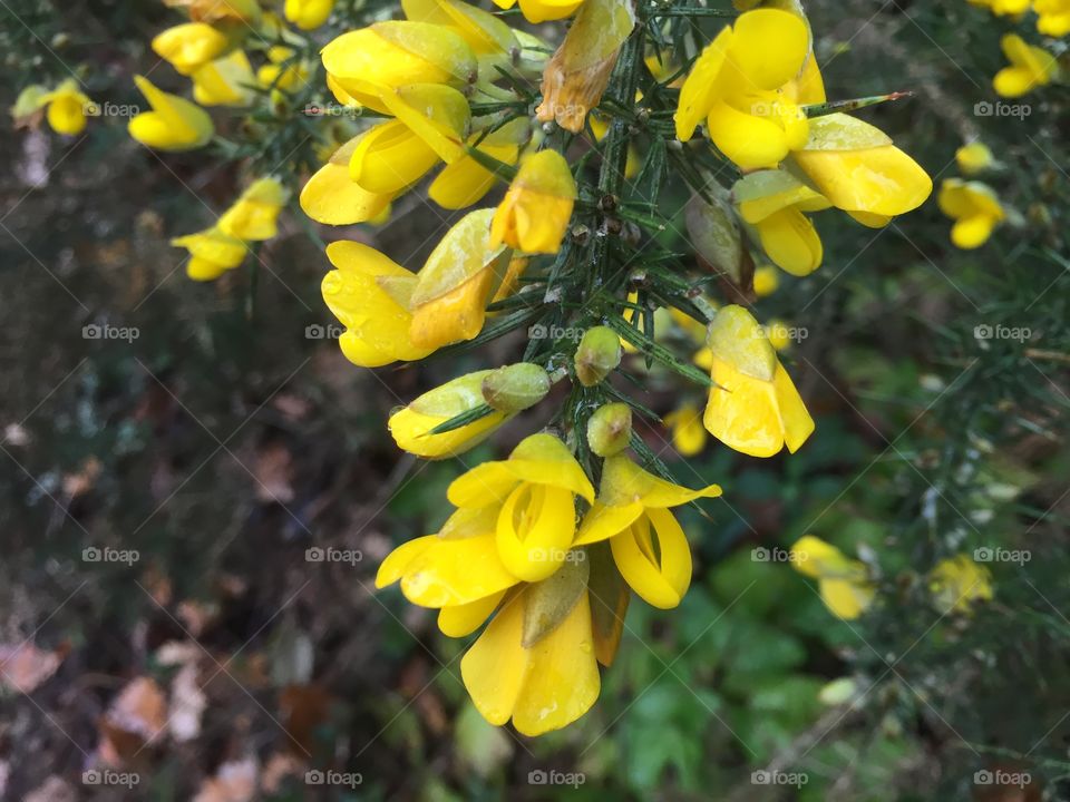 Genet petite fleur jaune