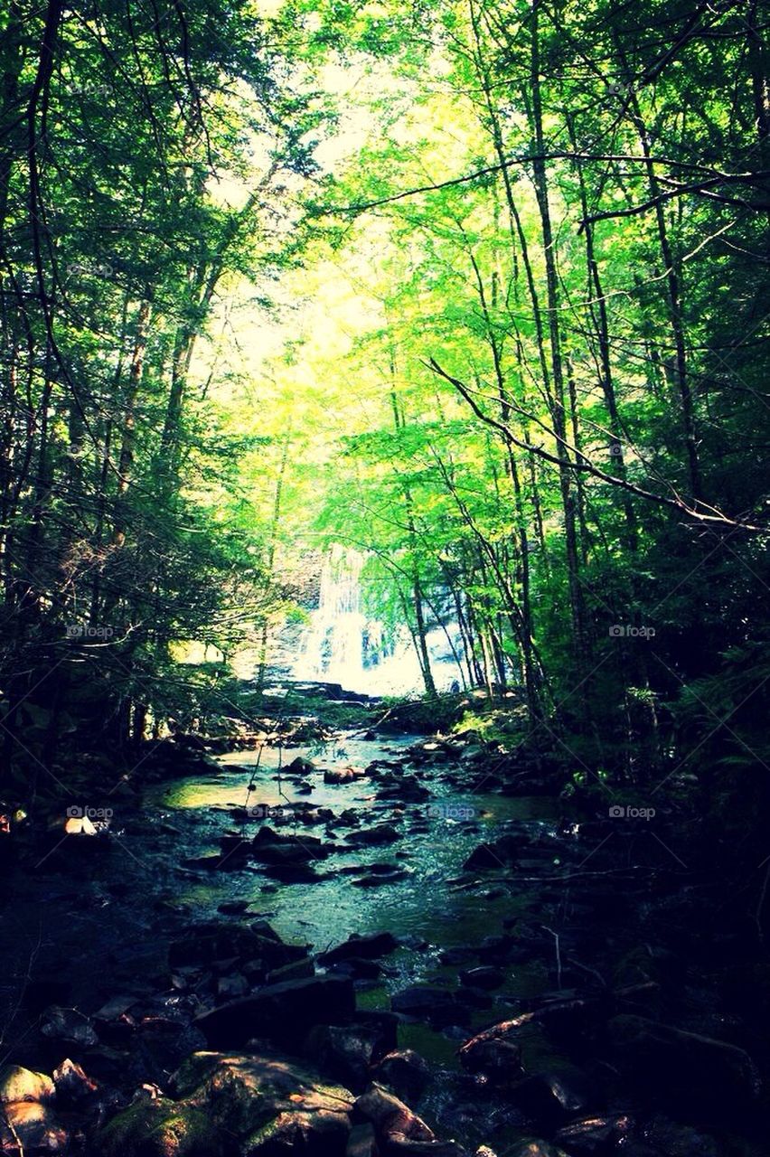 Nature, forest, stream, water falls, tree