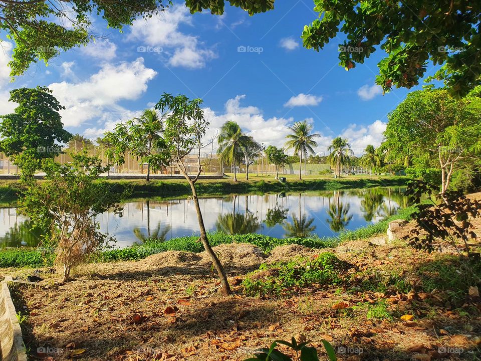 reflection of the trees