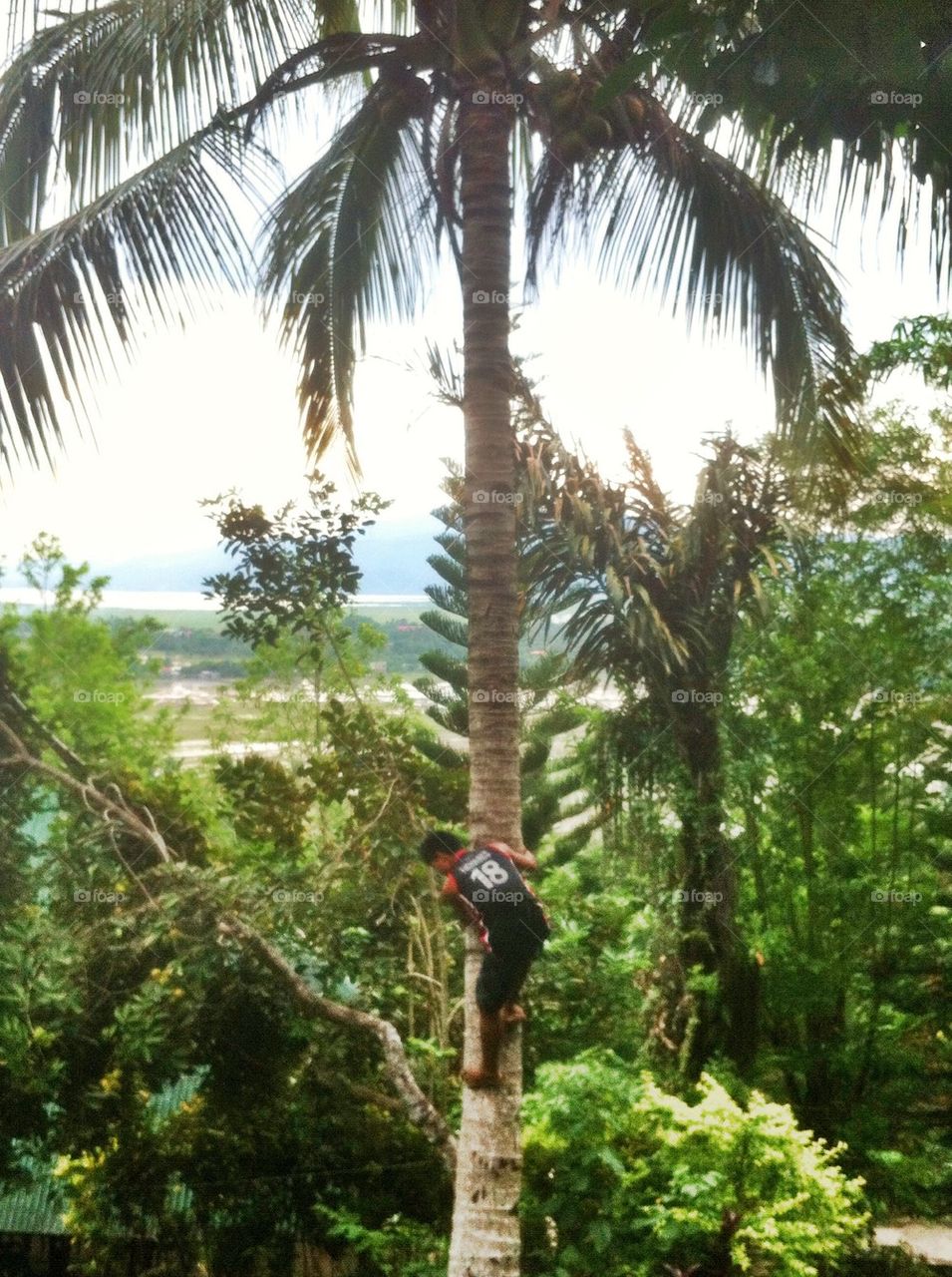 Climbing coconut trees