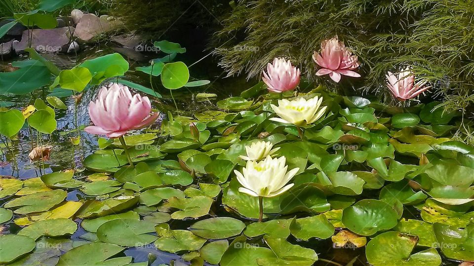 water Lilies