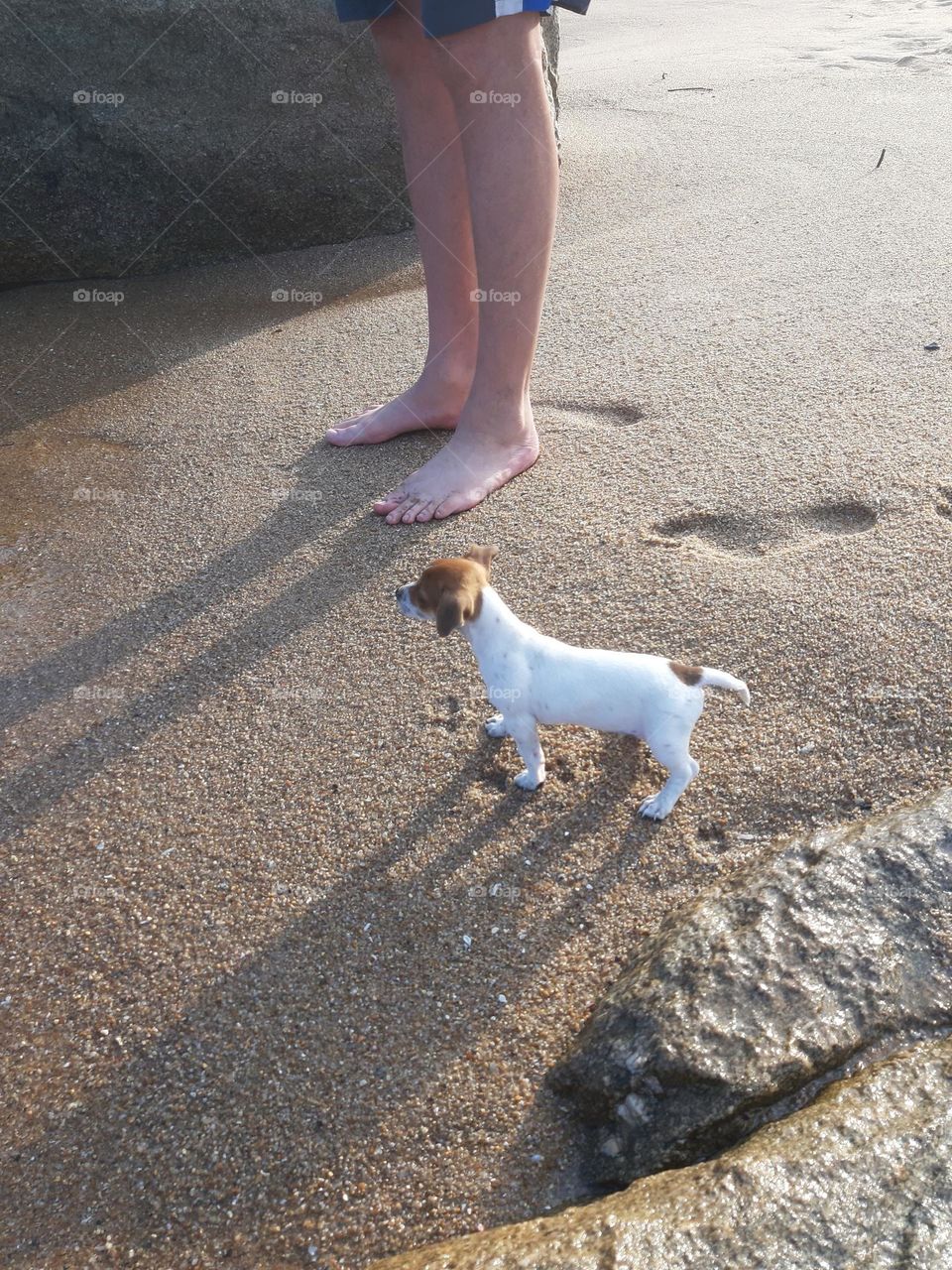 walking on the beach with my dog