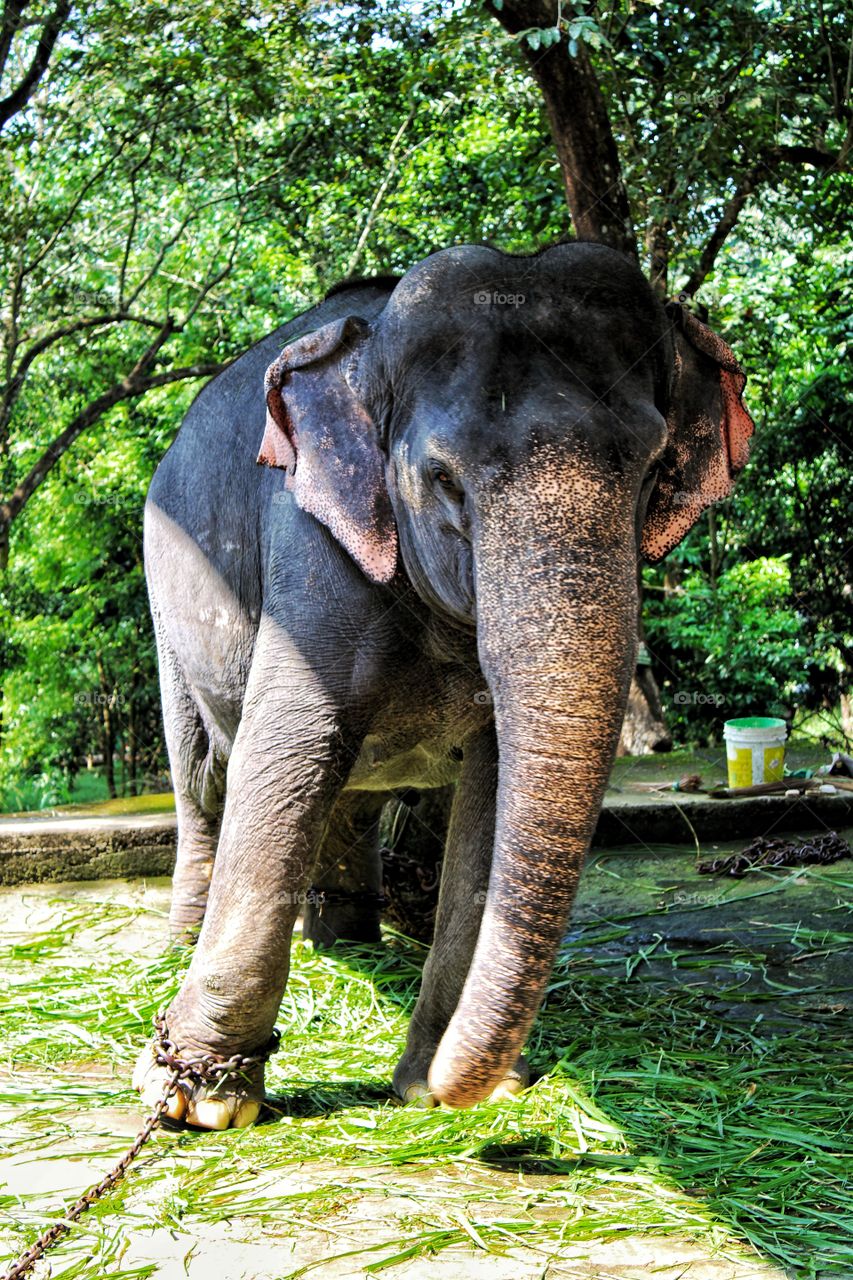 Asian femal elephant in chain