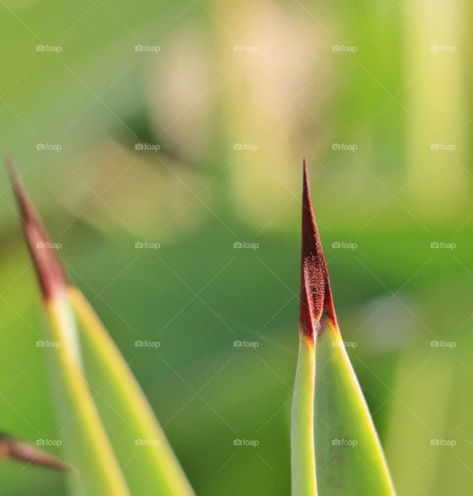 Extreme close-up of aloe vera needle
