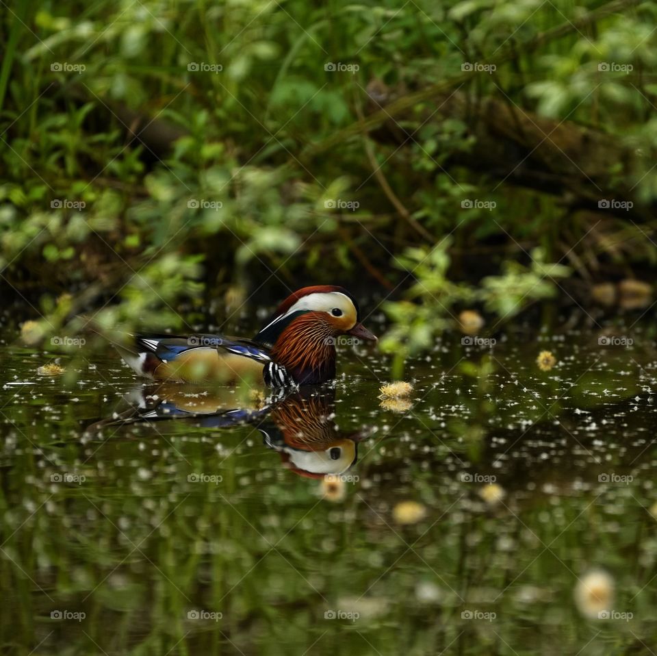 Mandarin Duck
