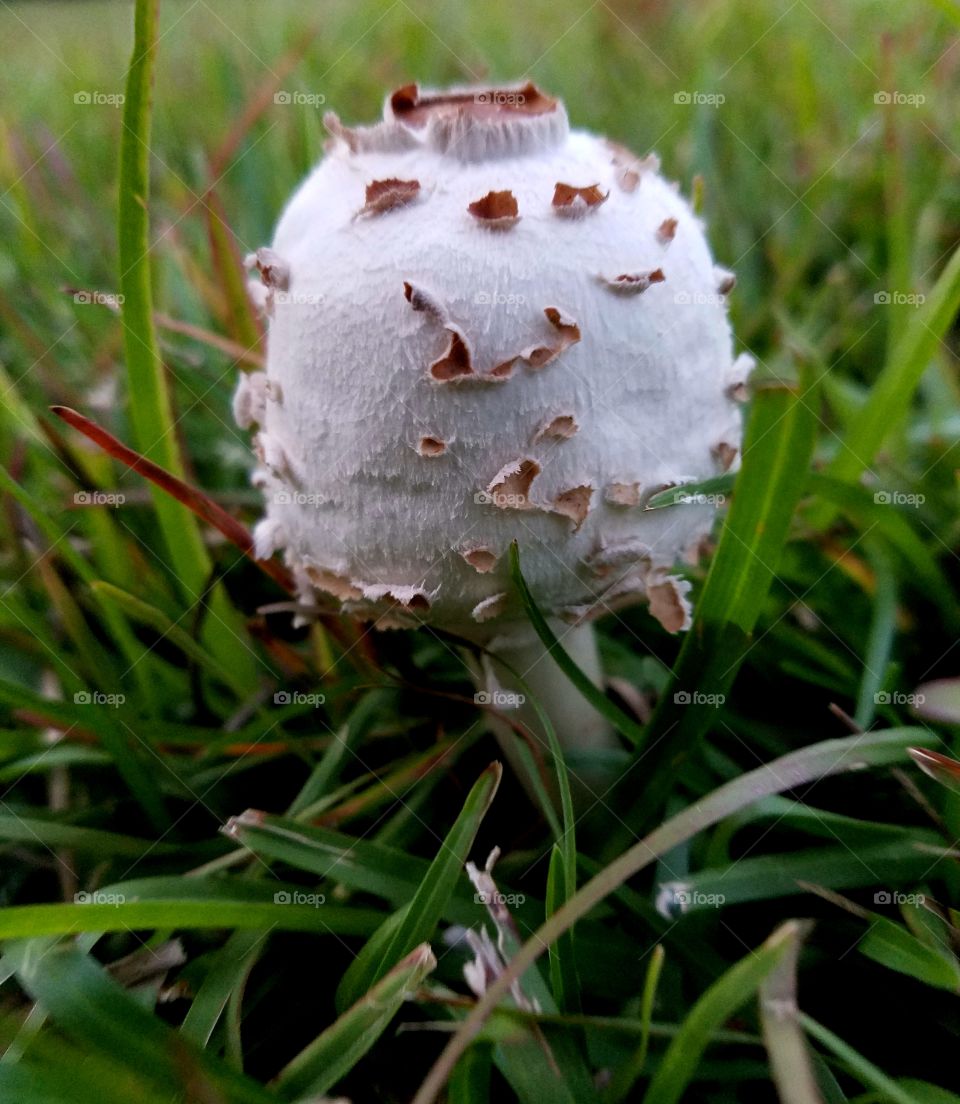 mushroom in the grass.