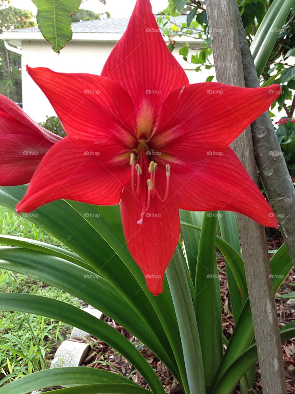 Red lily in the garden.