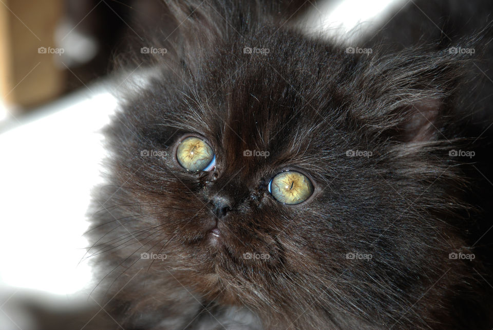 Black Persian Kitten Looking into Sunlight 