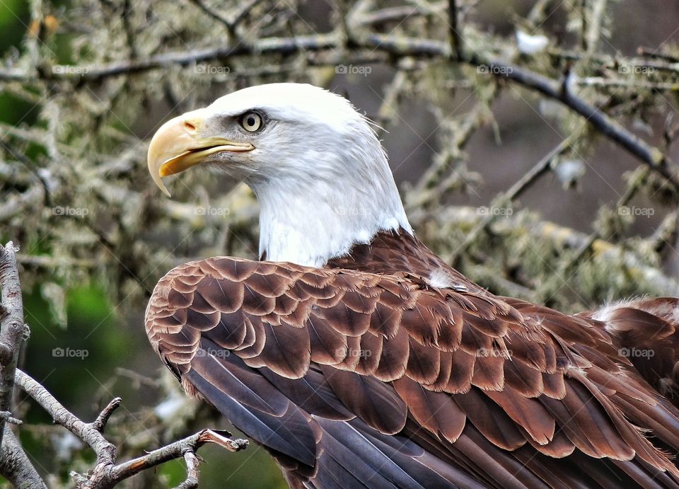 Bald Eagle. Noble American Bald Eagle
