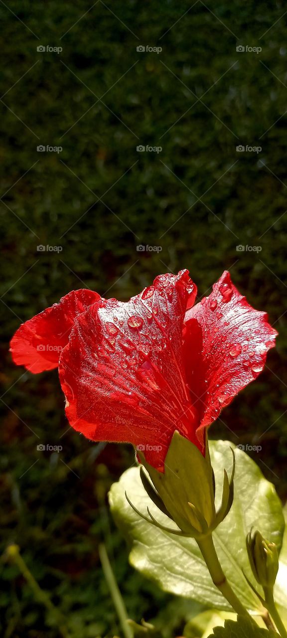 Pacífico rojo con gotas de agua