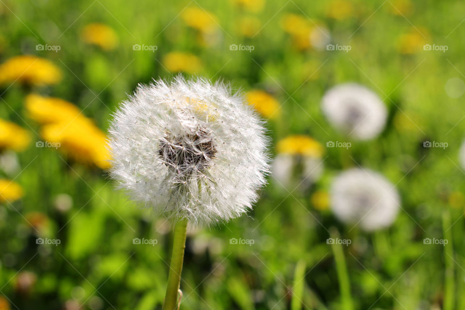 Dandelion, flower, vegetation, plants, meadow, meadow, village, sun, summer, heat, nature, landscape, still life, yellow, white, beautiful, furry,