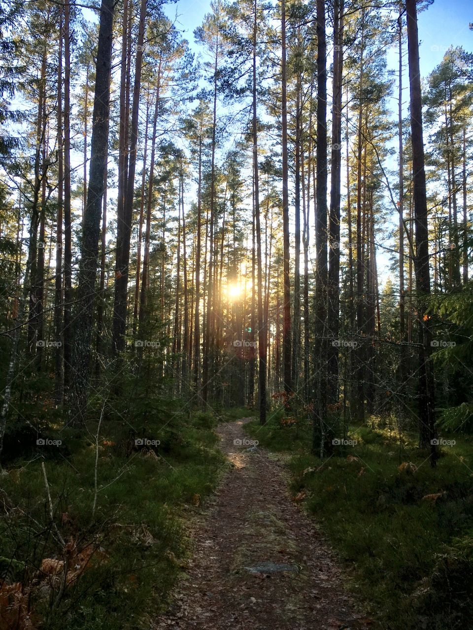 Hiking trails