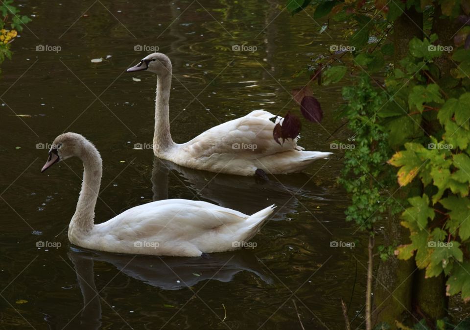 Swans in the river