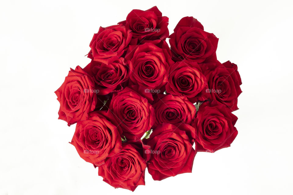 Bunch of red roses on white background