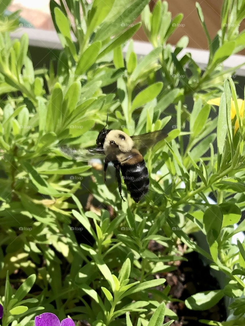 Summer backyard bumble honey bee petunia flowers leaves foliage container gardening patio plants garden nature wildlife bugs insects pollen pollination pollinators sunny weather beautiful afternoon neighborhood suburb 