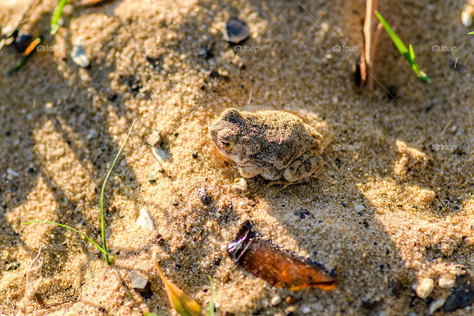 Small Texas Toad using sand to camouflage in the sand by a lake in Texas. Loved the beautiful tone of the sun and the shadow. 