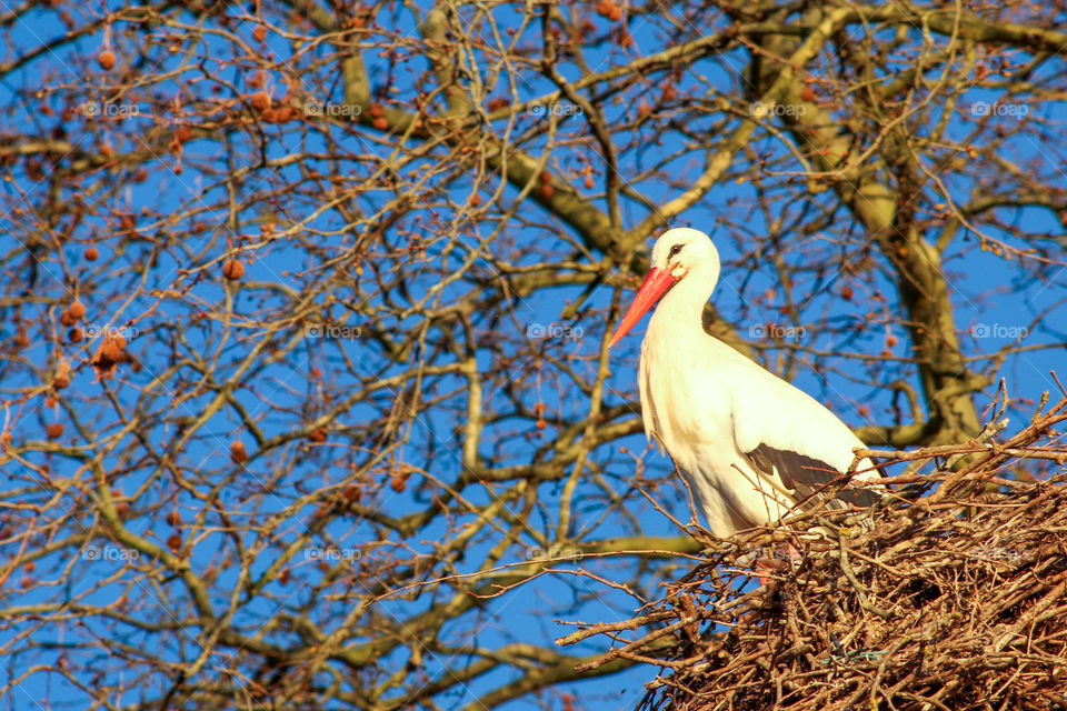 A stork in its nest