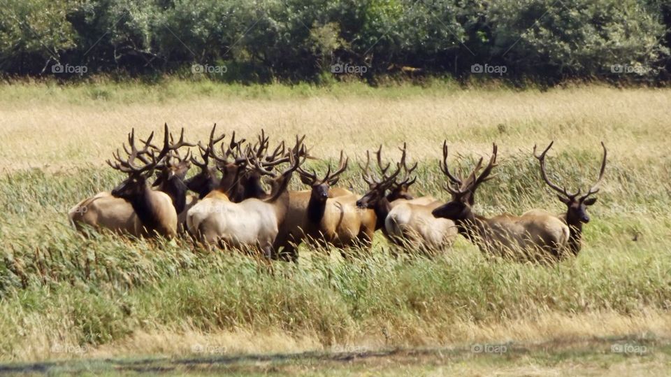 Elk herd