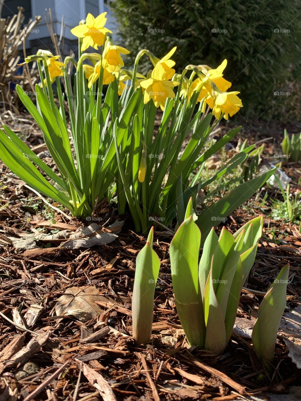 Daffodils 